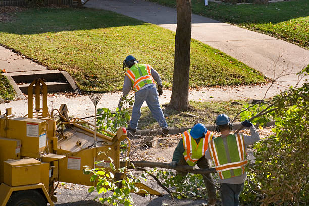 Best Leaf Removal  in Cypress Quarters, FL